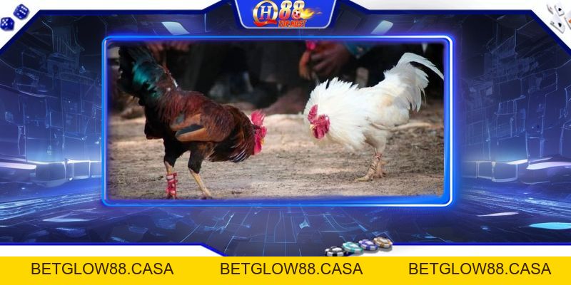Đá Gà Trực Tiếp Casino Uy Tín - Cược An Toàn, Thắng Lớn Tại Qh88 - Betglow88