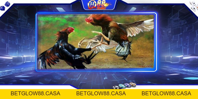 Campuchia Đá Gà Qh88 - Trải Nghiệm Đá Gà Uy Tín, Kịch Tính Nhất - Betglow88