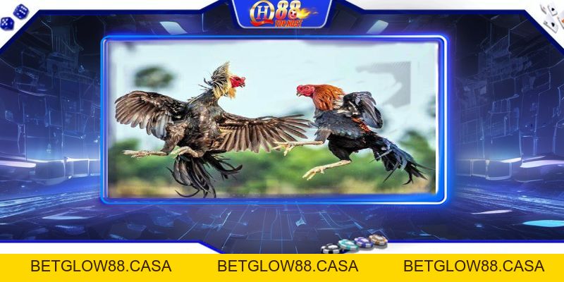 Đá Gà Qh88 - Sảnh Chơi Đá Gà Chất Lượng Nhất Châu Á - Betglow88