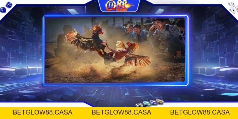 Đá Gà Trực Tiếp Casino Uy Tín - Cược An Toàn, Thắng Lớn Tại Qh88 - Betglow88