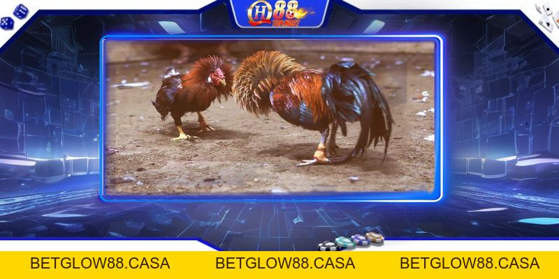 Đá Gà Trực Tiếp Casino Uy Tín - Cược An Toàn, Thắng Lớn Tại Qh88 - Betglow88