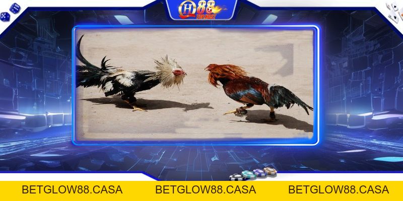 Đá Gà Trực Tiếp Casino Uy Tín - Cược An Toàn, Thắng Lớn Tại Qh88 - Betglow88