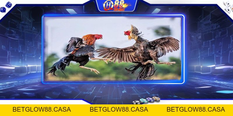 Campuchia Đá Gà Qh88 - Trải Nghiệm Đá Gà Uy Tín, Kịch Tính Nhất - Betglow88